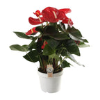 Anthurium Red Champion - Ø21cm - ↕65cm