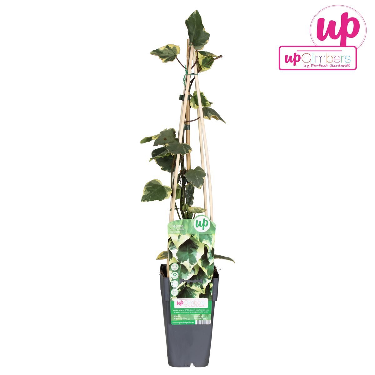 Hedera colchica 'Dentata Variegata' - Ø15cm - ↕65cm