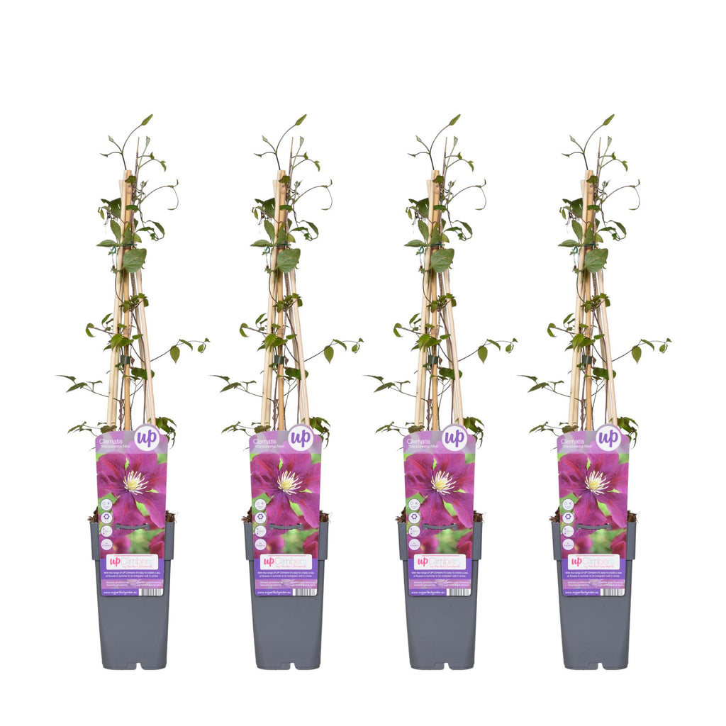 4x - Clematis Warszawska Nike - ↨65cm - Ø15