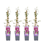 4x - Clematis Warszawska Nike - ↨65cm - Ø15