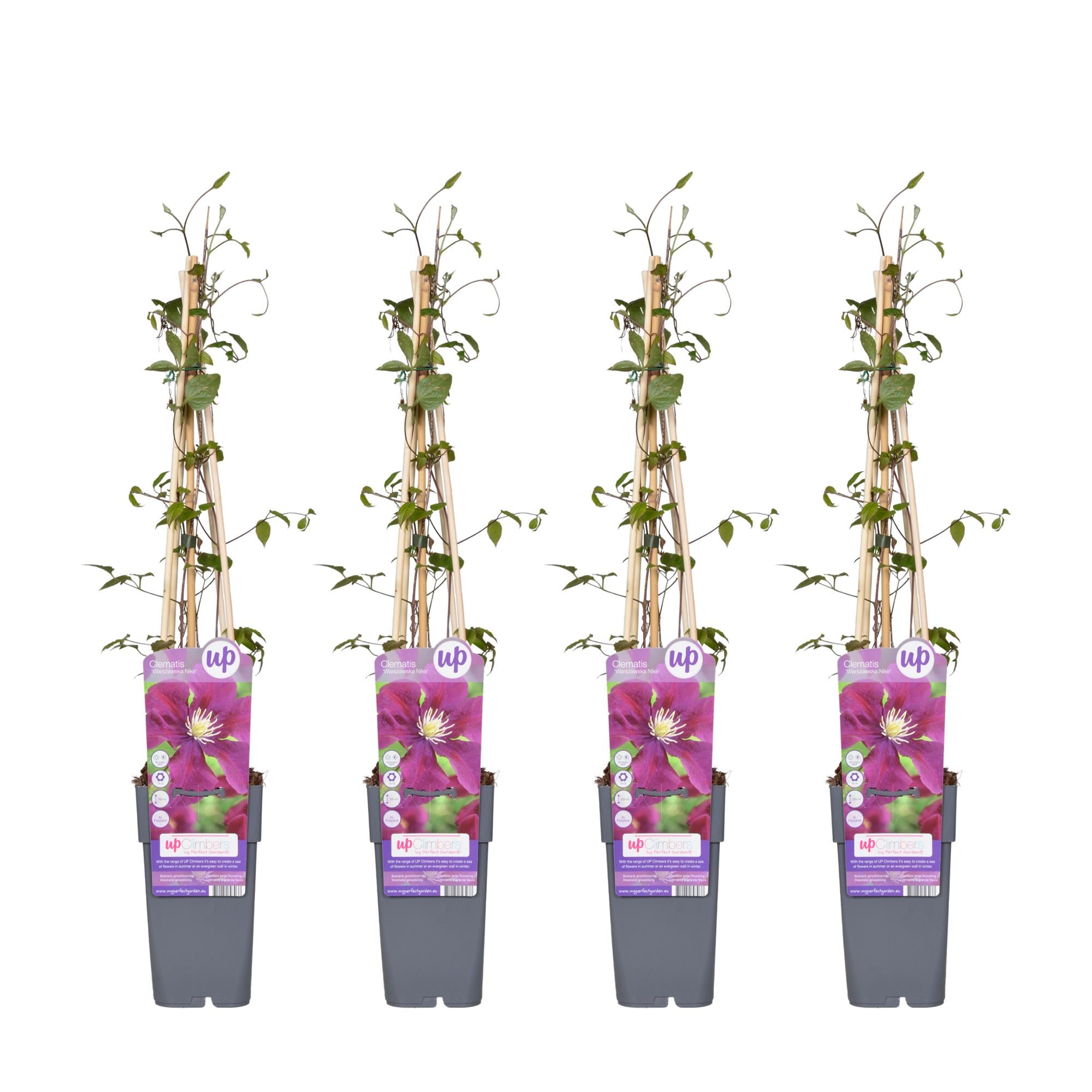 4x - Clematis Warszawska Nike - ↨65cm - Ø15