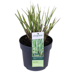 Miscanthus sinensis Strictus - Ø23cm - ↕60cm - Ø19 - ↨50cm