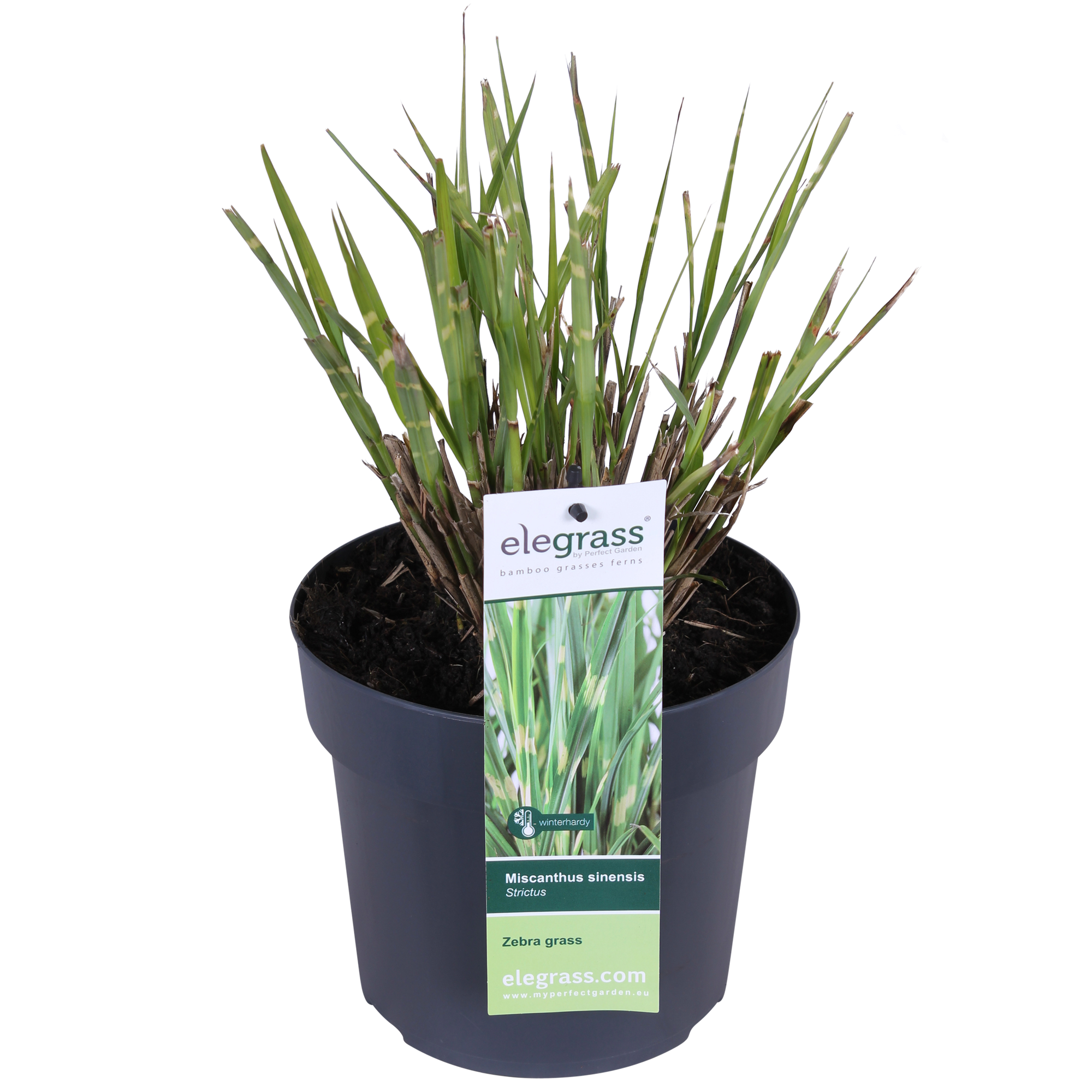 Miscanthus sinensis Strictus - Ø23cm - ↕60cm - Ø19 - ↨50cm