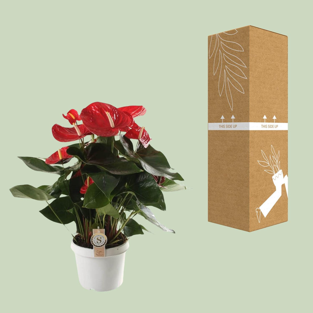 Anthurium Red Champion - Ø21cm - ↕65cm