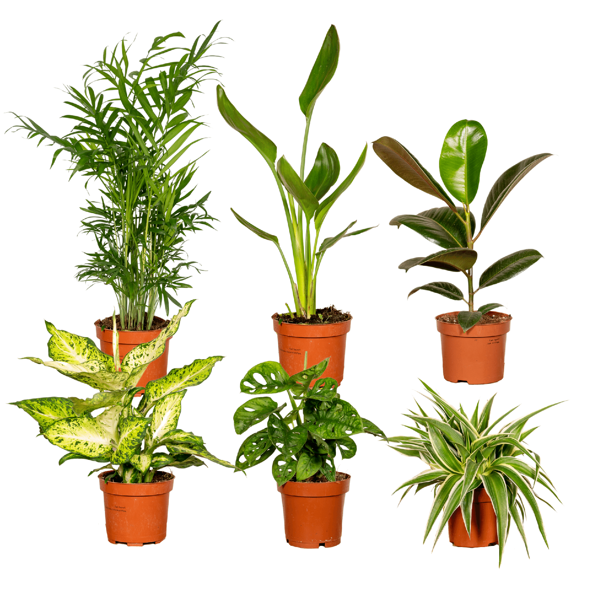Verrassingsbox - Ø12cm - ↕25cm - x6