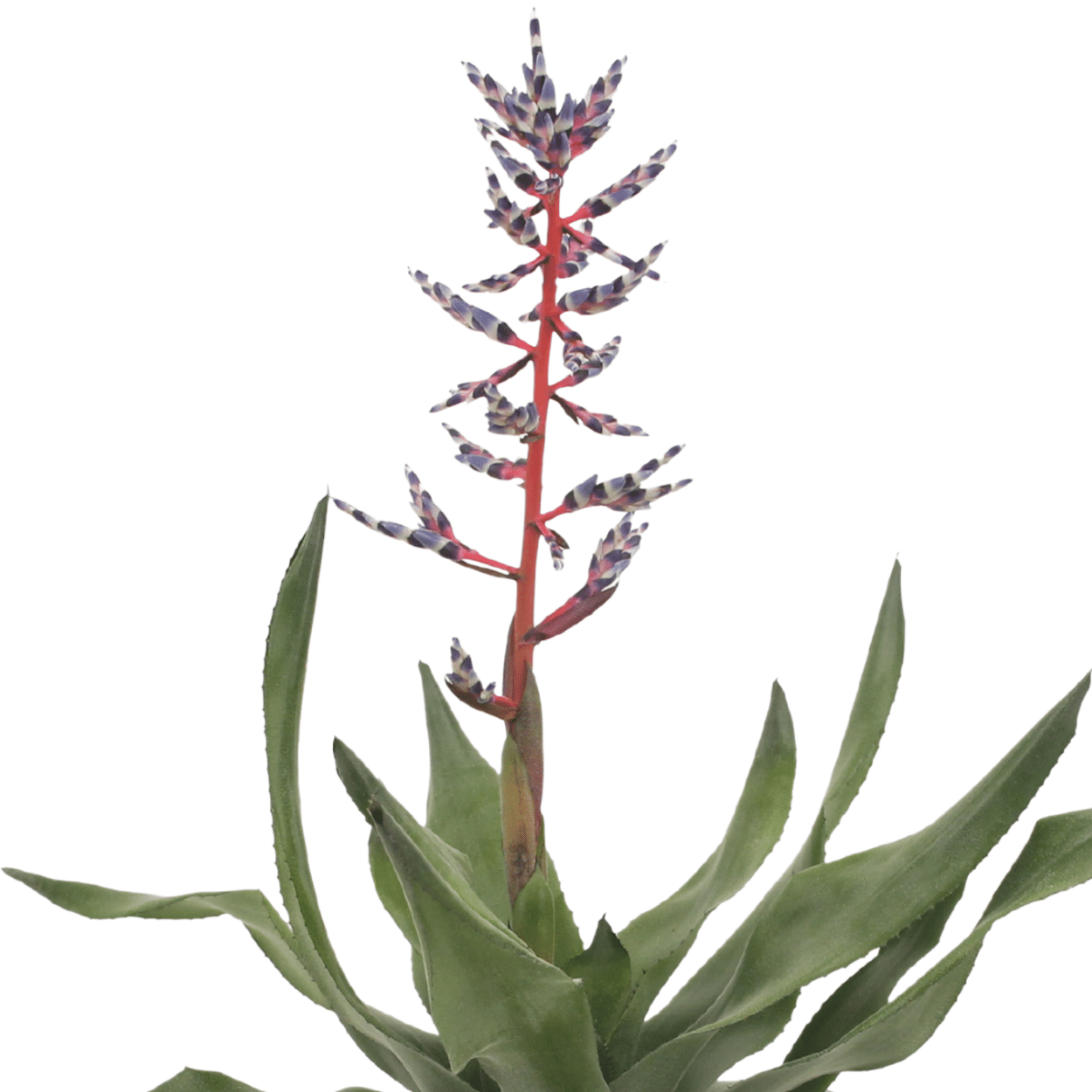 2x Aechmea Blue Rain - Kokerbromelia - 45cm - ø12