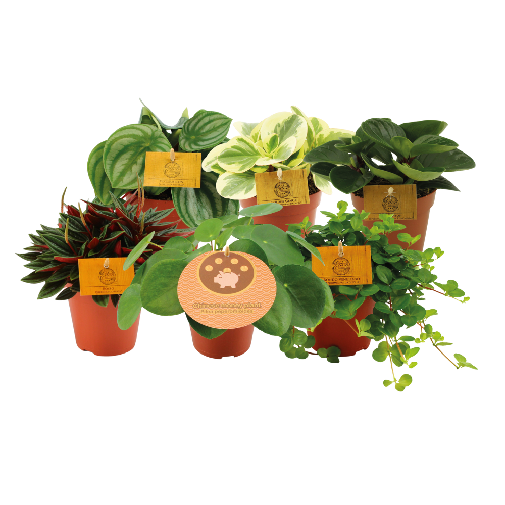 Peperomia maatjes - 6 stuks - Ø12cm - ↕20cm