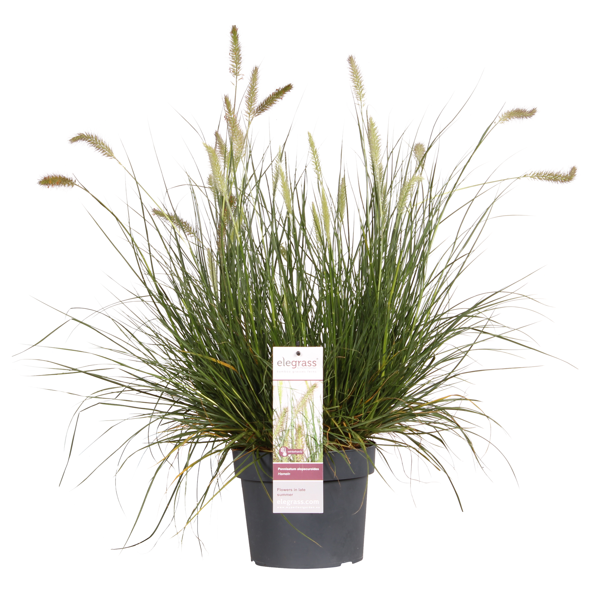 Pennisetum alopecuroides 'Hameln' - Ø19cm - ↕40cm - Ø19 - ↨40cm