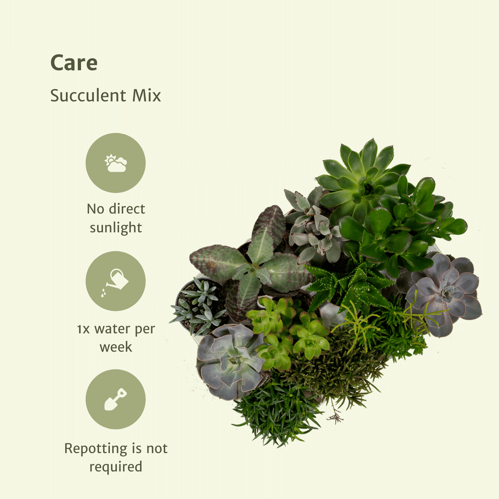 Succulenten Mix - 10 cm - Ø8,5 - 18