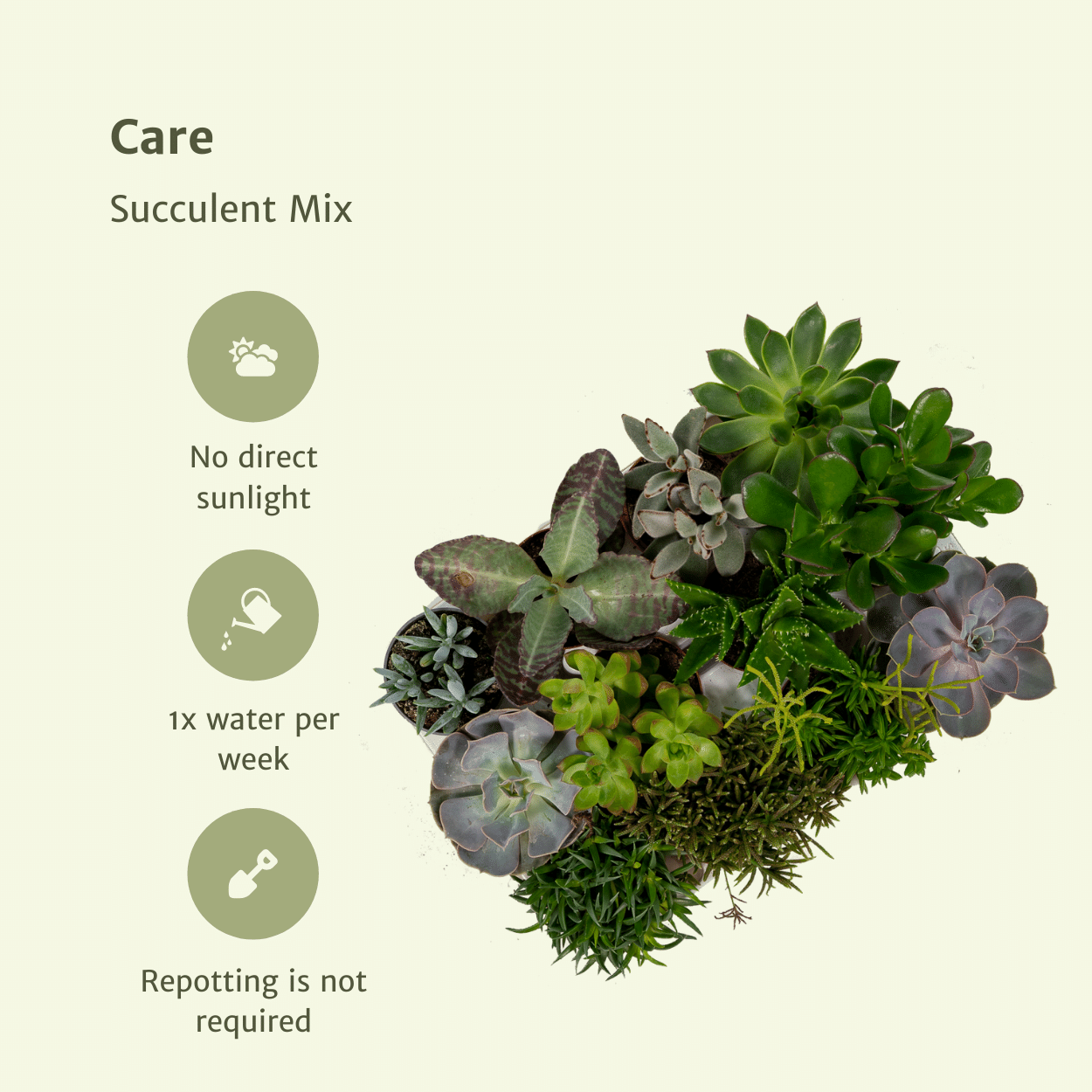 Succulenten Mix - 10 cm - Ø8,5 - 18