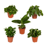 Verrassingsbox - Ø12cm - ↕25cm - x5