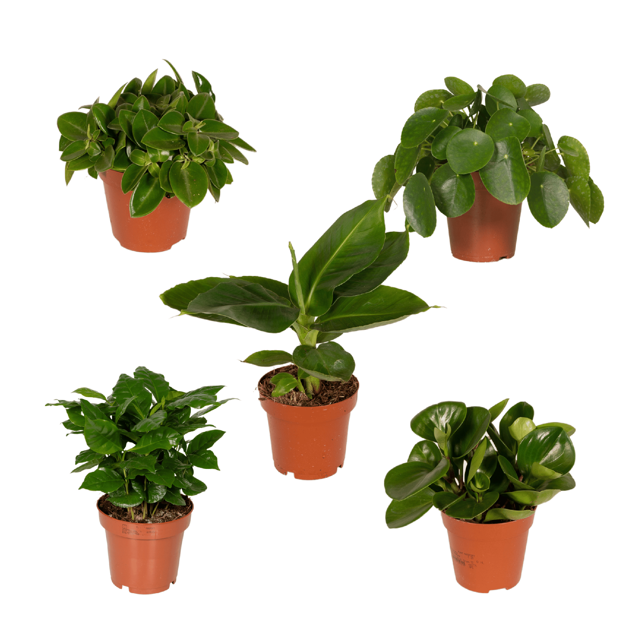 Verrassingsbox - Ø12cm - ↕25cm - x5
