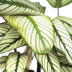 Calathea Whitestar - Pauwenplant - Ø19cm - ↕50cm