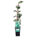 Hedera algeriensis 'Gloire de Maren' - Ø15cm - ↕65cm