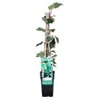 Hedera algeriensis 'Gloire de Maren' - Ø15cm - ↕65cm