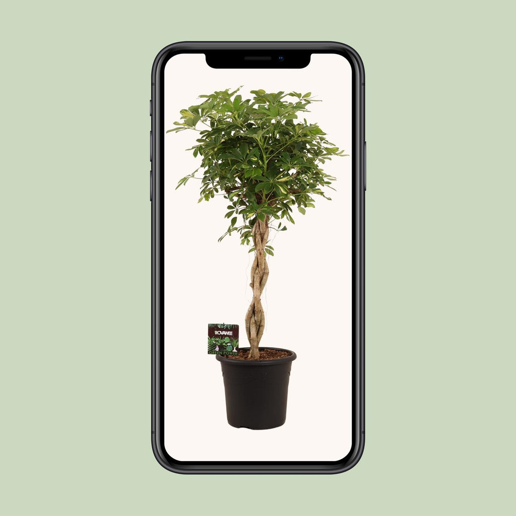 Schefflera Arb. Gold Capella - Ø32cm - ↕130cm