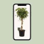 Schefflera Arb. Gold Capella - Ø32cm - ↕130cm