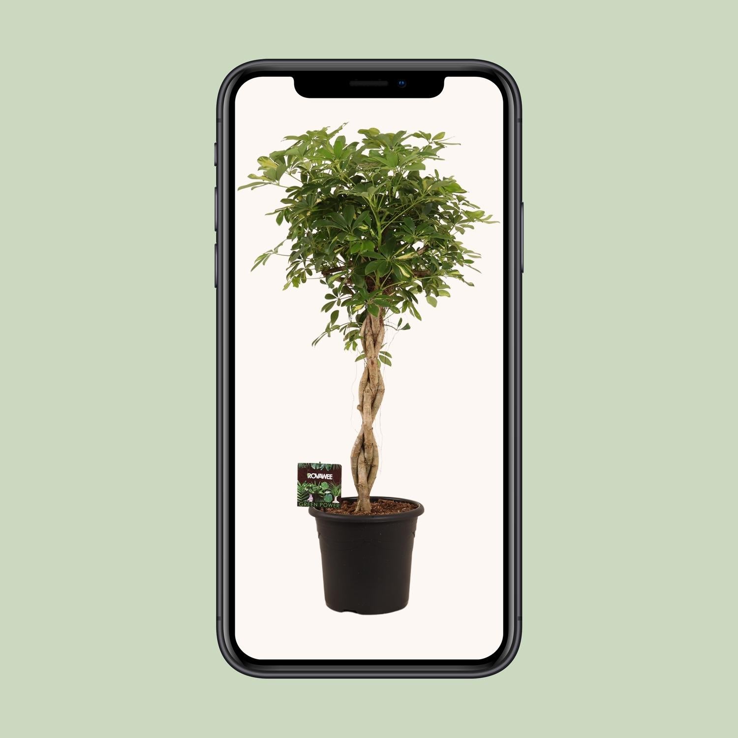 Schefflera Arb. Gold Capella - Ø32cm - ↕130cm