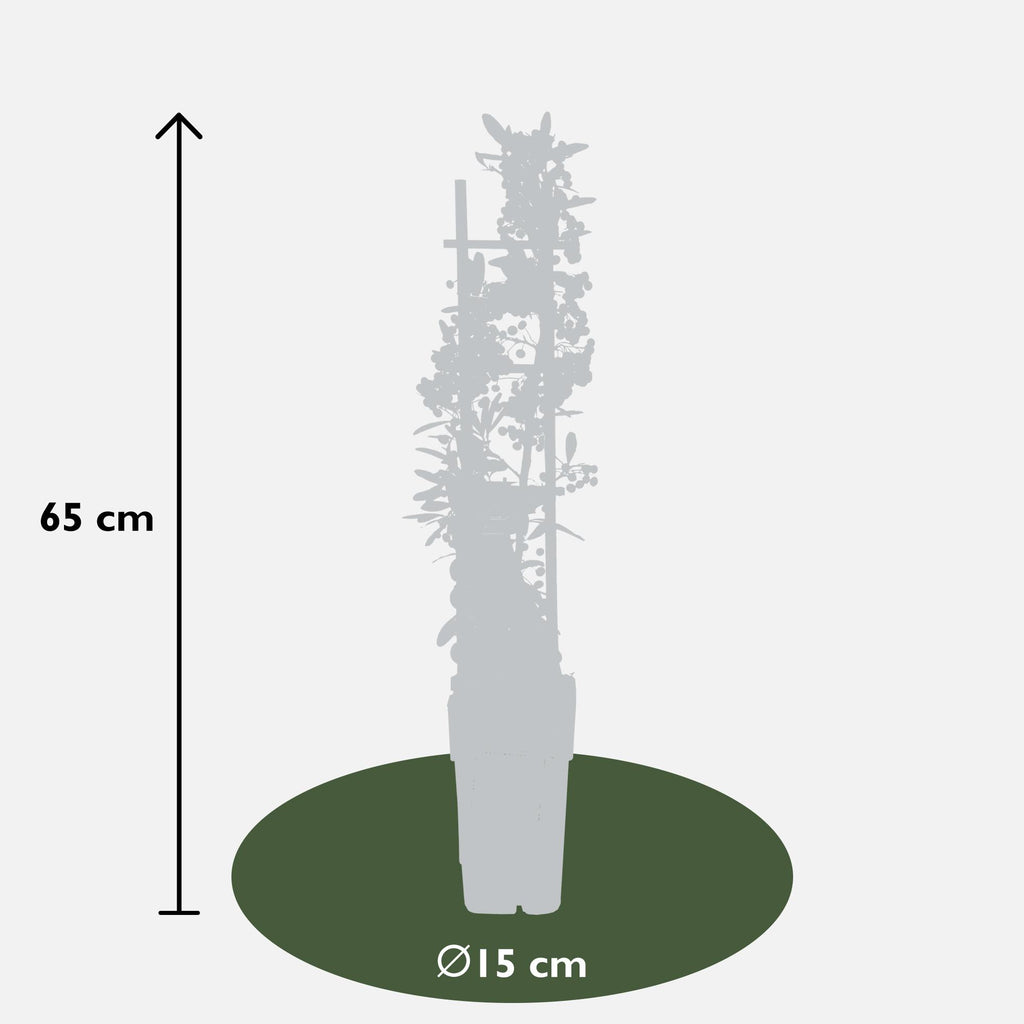 Pyracantha coccinea Red Star - Ø23cm - ↕75cm - Ø15 - ↨65cm