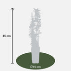 Pyracantha coccinea Red Star - Ø23cm - ↕75cm - Ø15 - ↨65cm