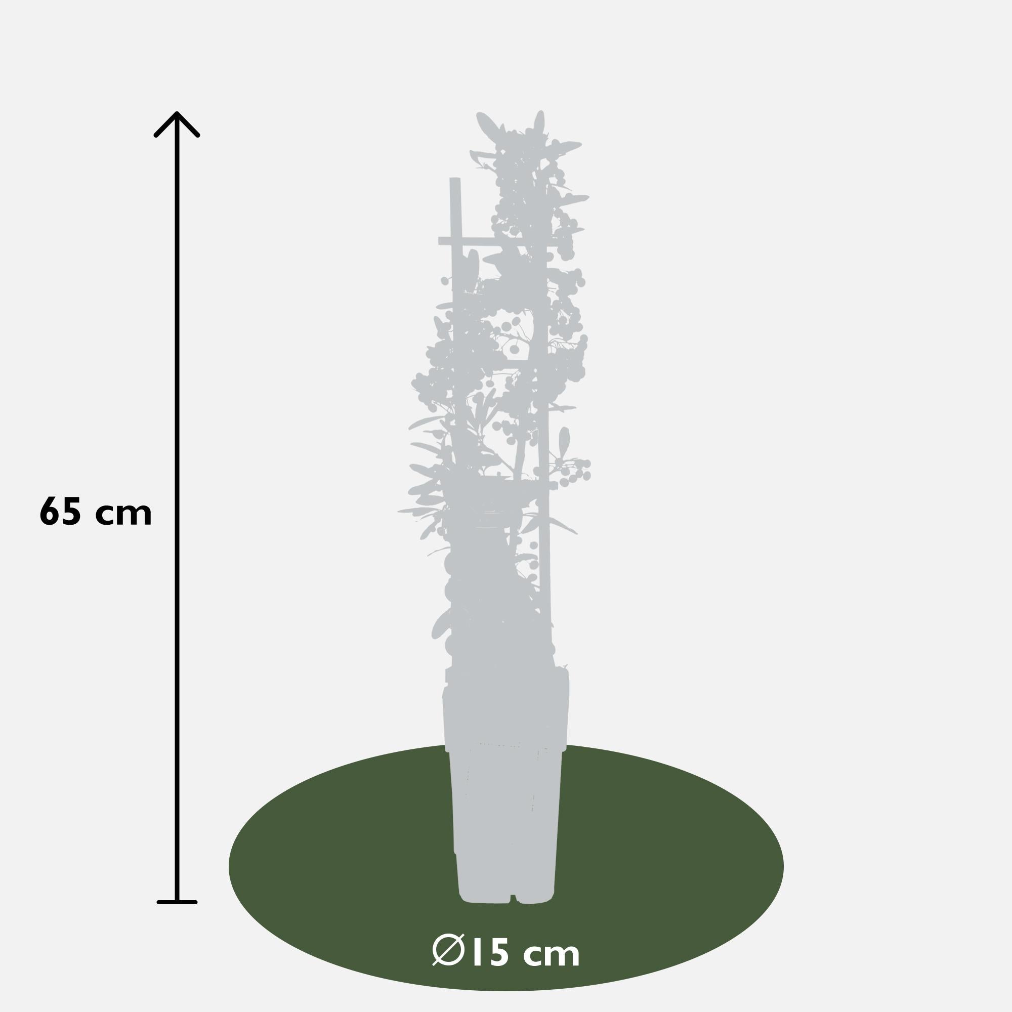 Pyracantha coccinea Red Star - Ø23cm - ↕75cm - Ø15 - ↨65cm