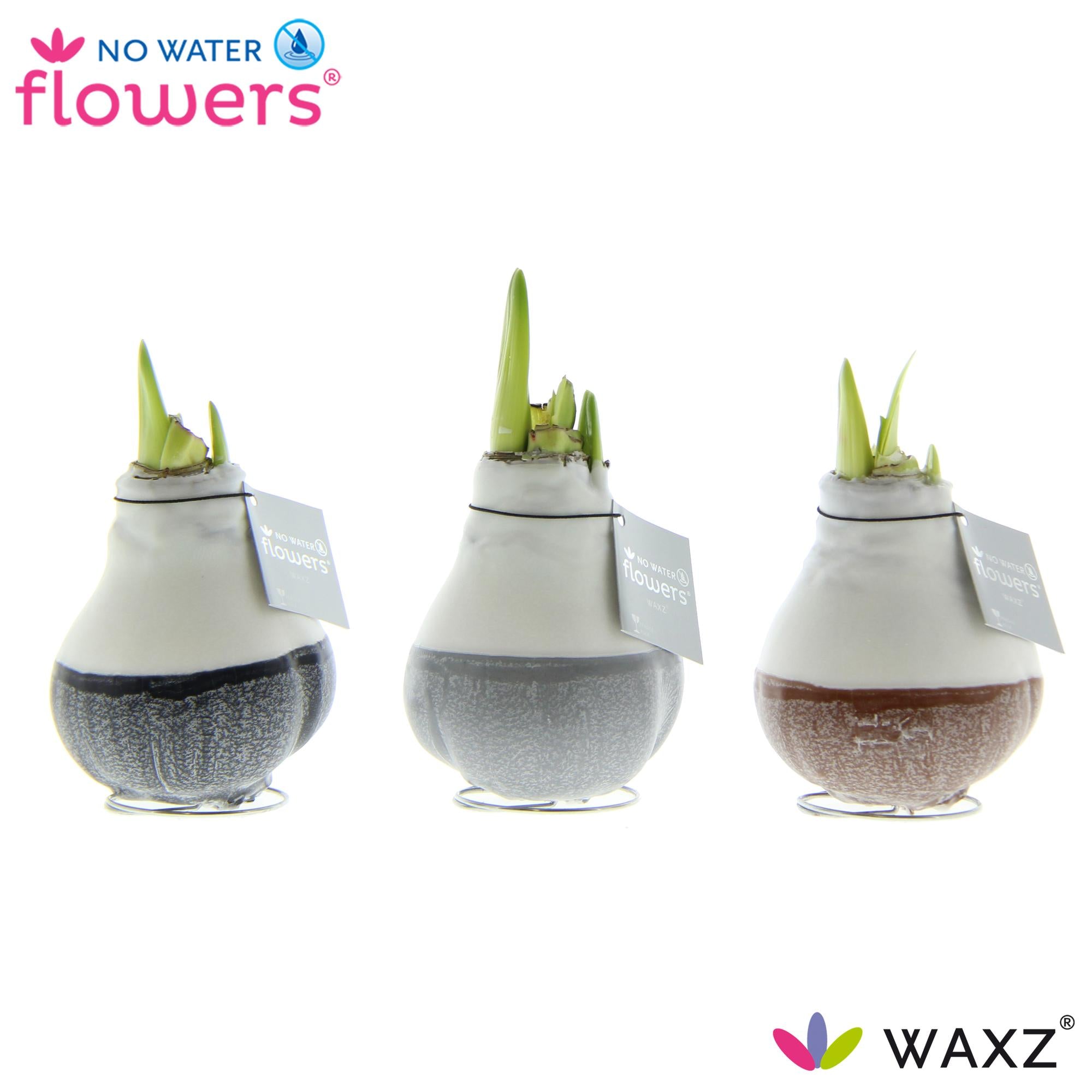 No Water Flowers Waxz Dipz Natural - 3 stuks - Ø7 cm - ↕15 cm
