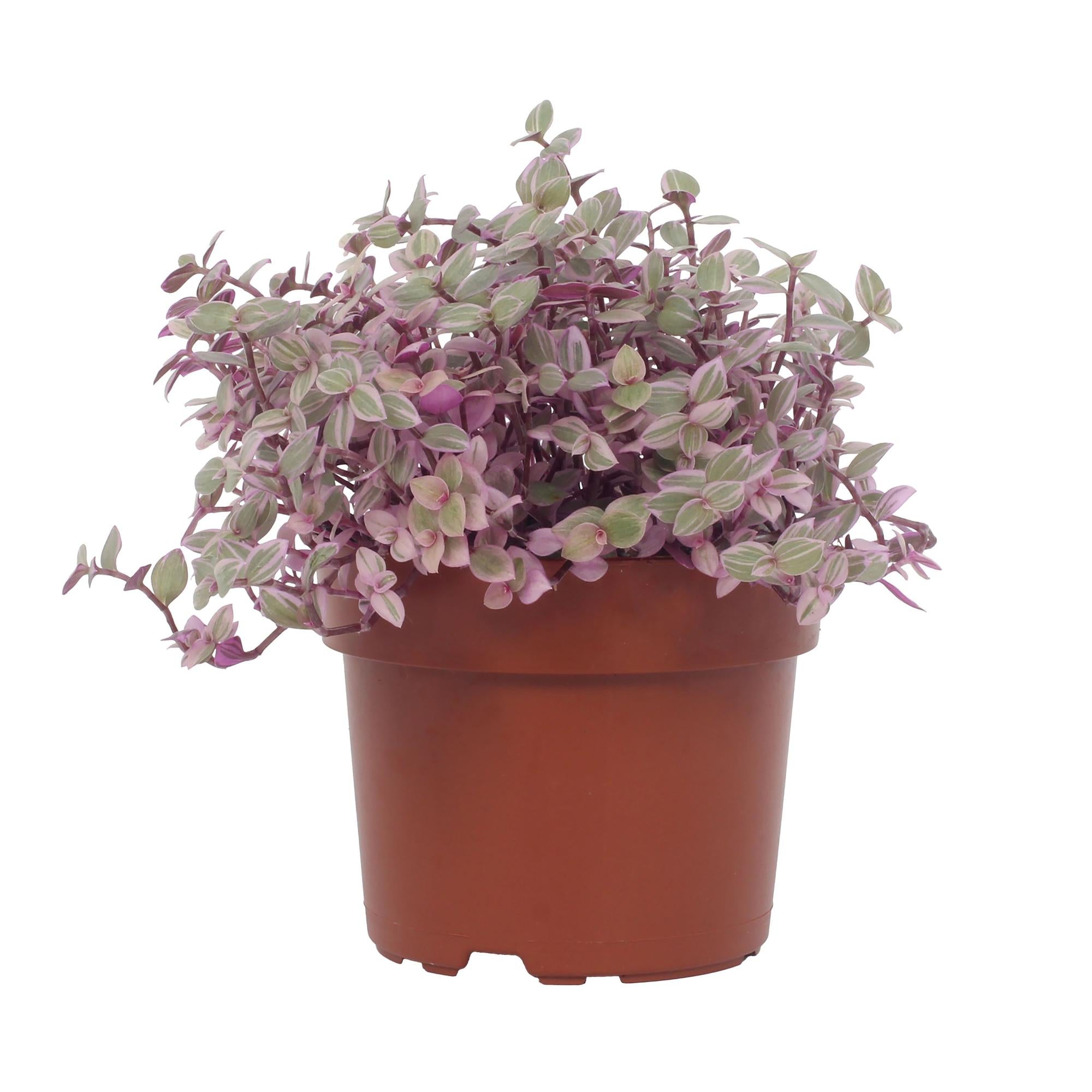 Callisia Repens Rosato 12cm - Ø12cm - ↕16cm