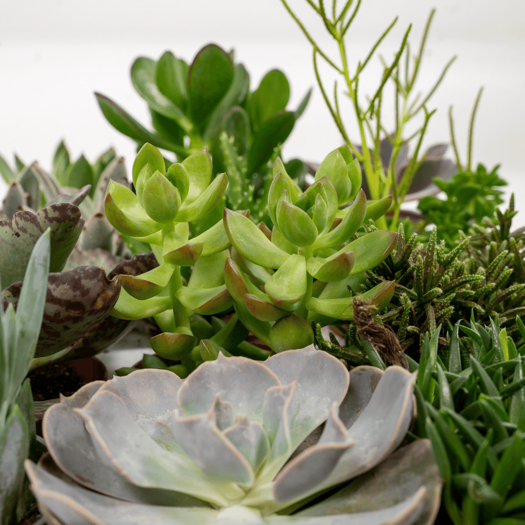 Succulenten Mix - 10 cm - Ø8,5 - 18