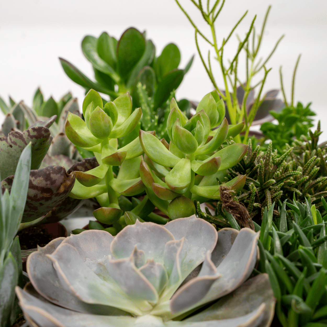 Succulenten Mix - 10 cm - Ø8,5 - 18