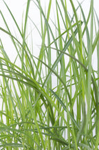 Miscanthus sinensis Ferner Osten - Ø19cm - ↕50cm - Ø19 - ↨50cm