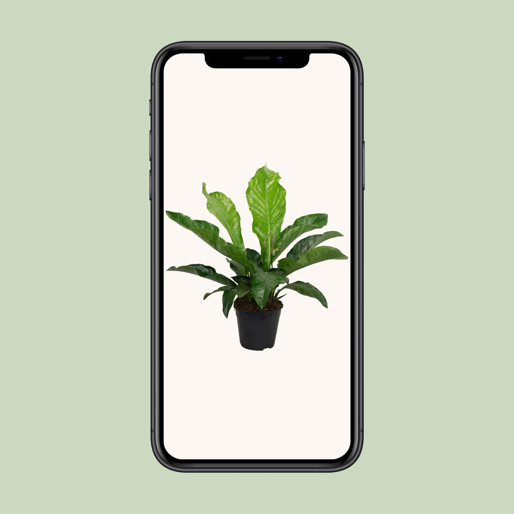 Anthurium KARMA Botanical - Ø30cm - ↕90cm
