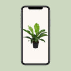 Anthurium KARMA Botanical - Ø30cm - ↕90cm