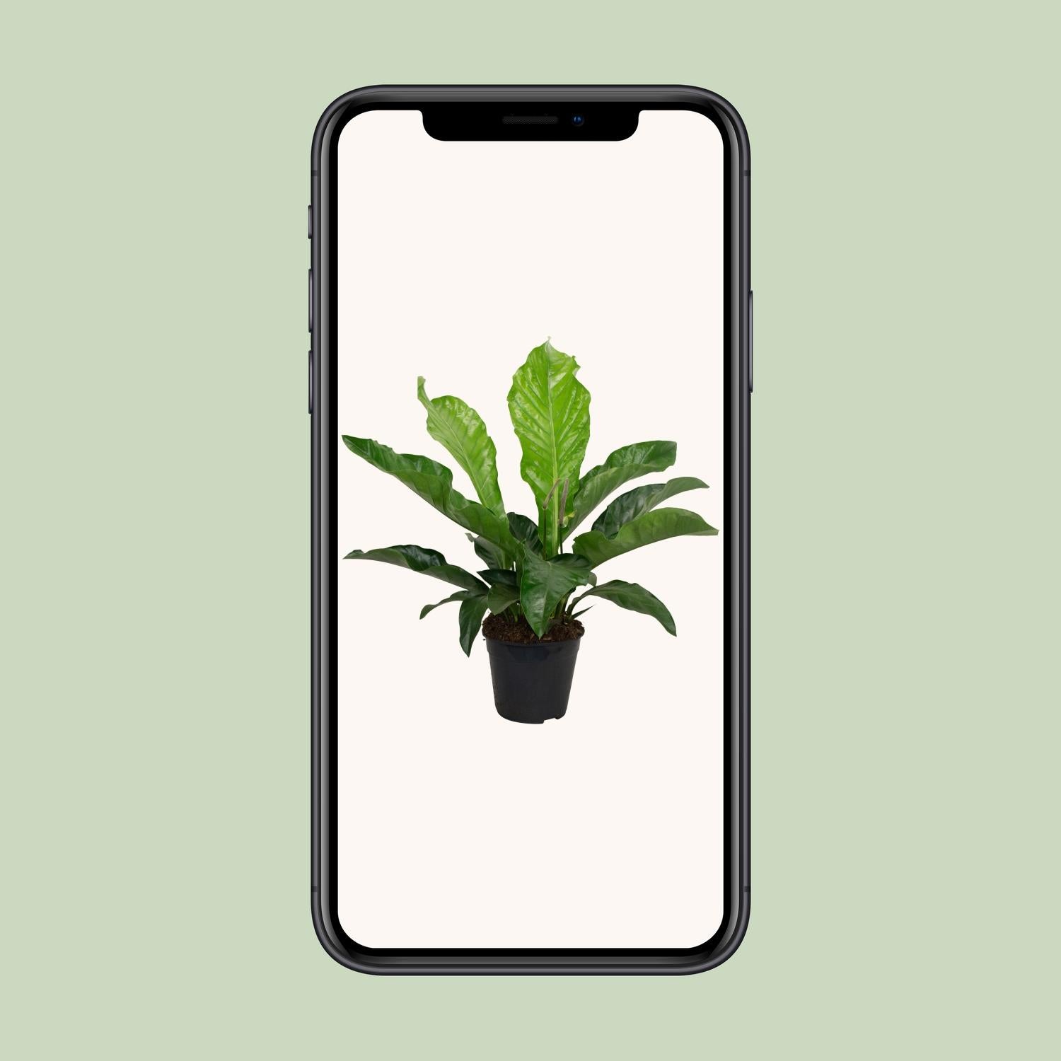 Anthurium KARMA Botanical - Ø30cm - ↕90cm