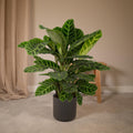 Calathea Zebrina - Pauwenplant - Ø19cm - ↕75cm