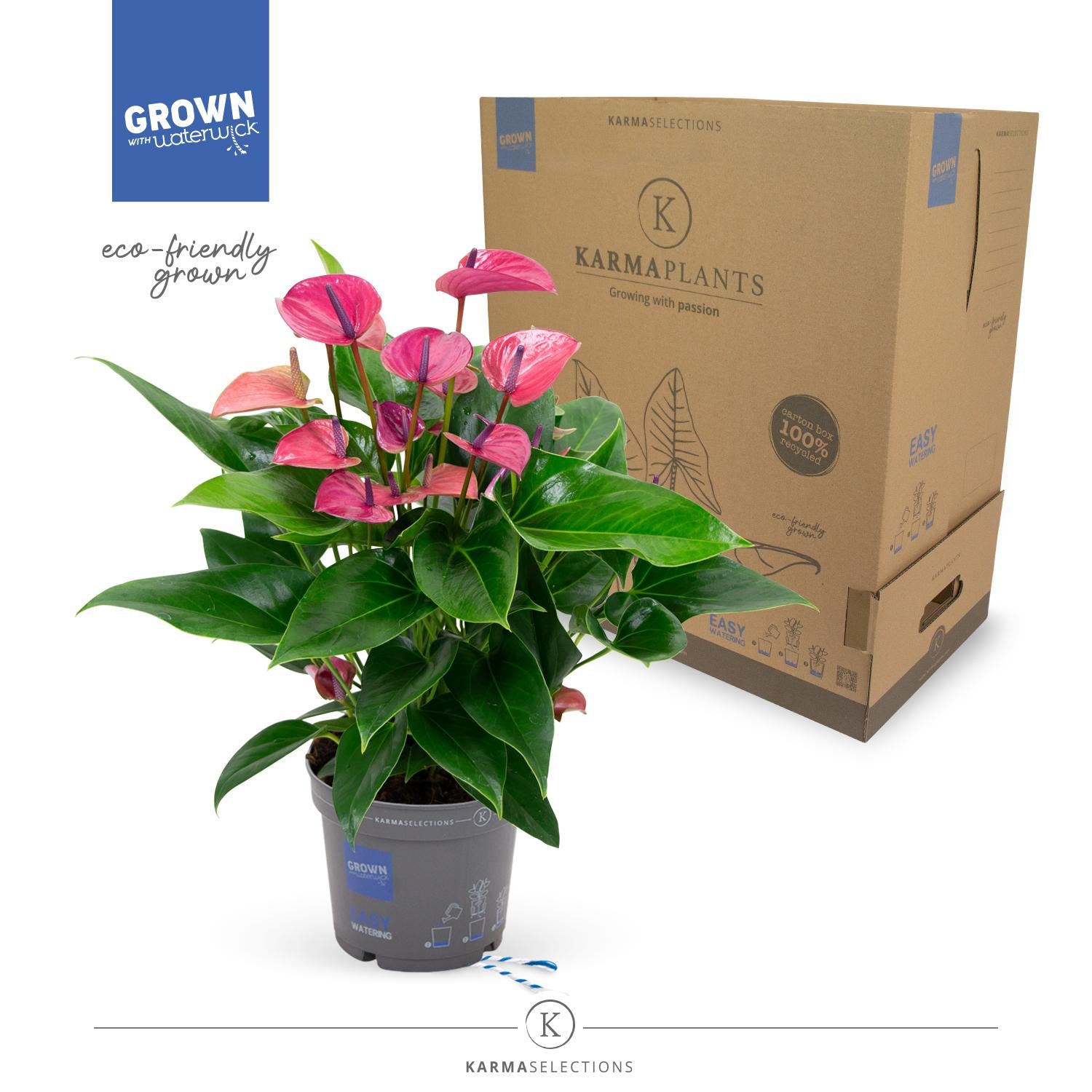 Anthurium Purple - Ø17cm - ↕50cm