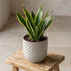 Pot relief wit D13,5