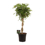 Schefflera Arb. Gold Capella - Ø32cm - ↕130cm