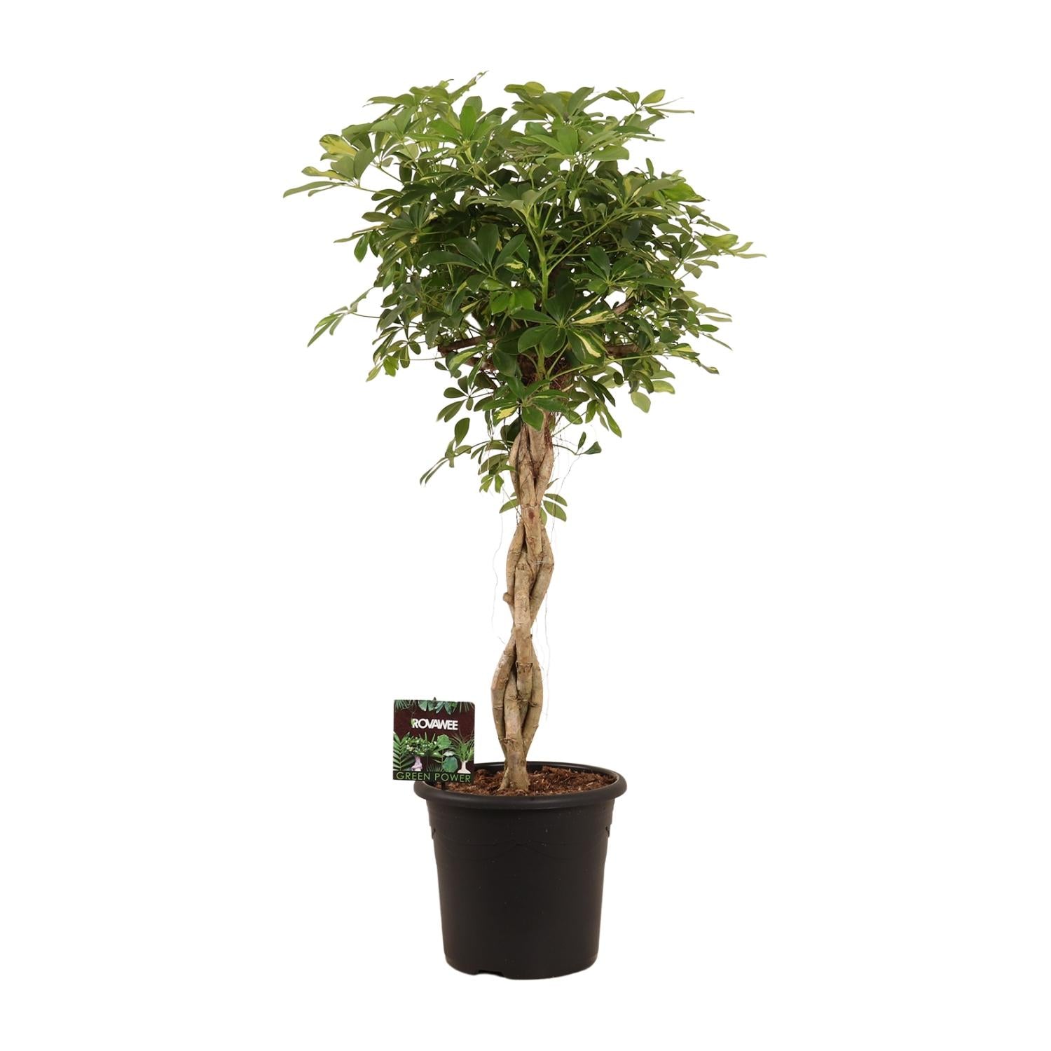 Schefflera Arb. Gold Capella - Ø32cm - ↕130cm