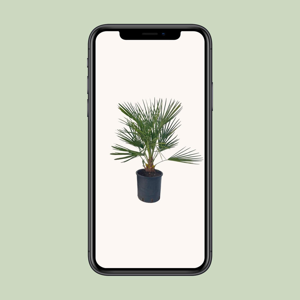 Chamaerops Humilis - Ø22 ↕80