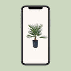Chamaerops Humilis - Ø22 ↕80