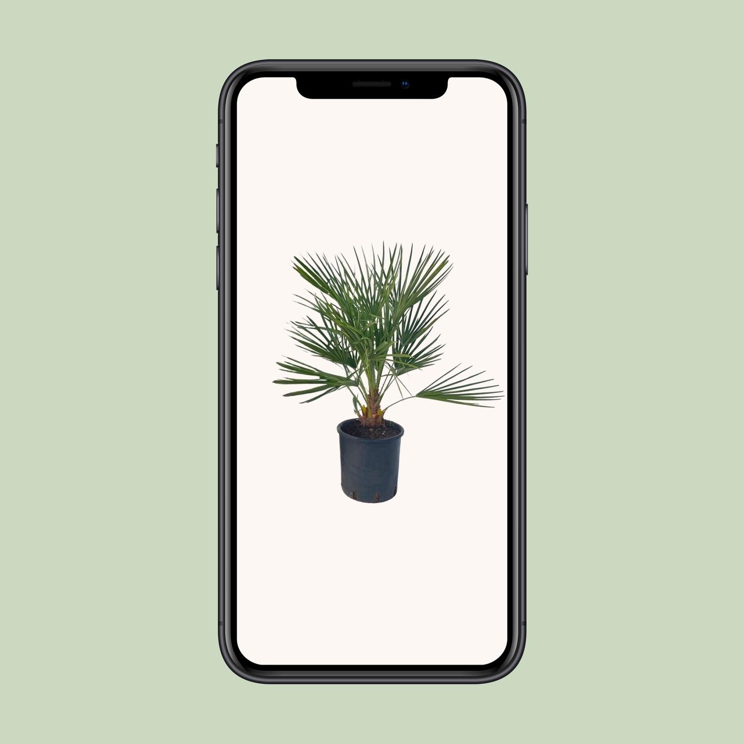 Chamaerops Humilis - Ø22 ↕80