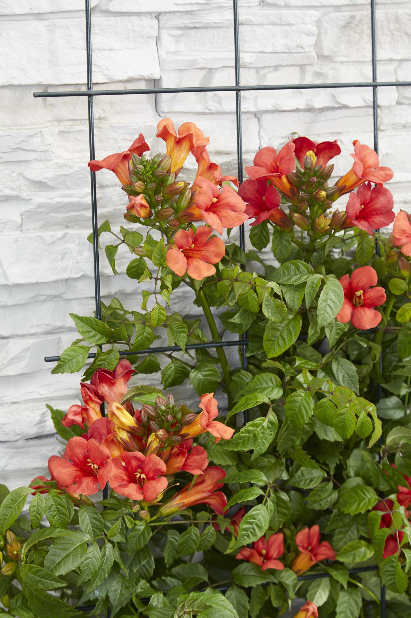 Campsis Summer Jazz Fire Trumpet - Ø19cm - ↕70cm - Ø15 - ↨65cm