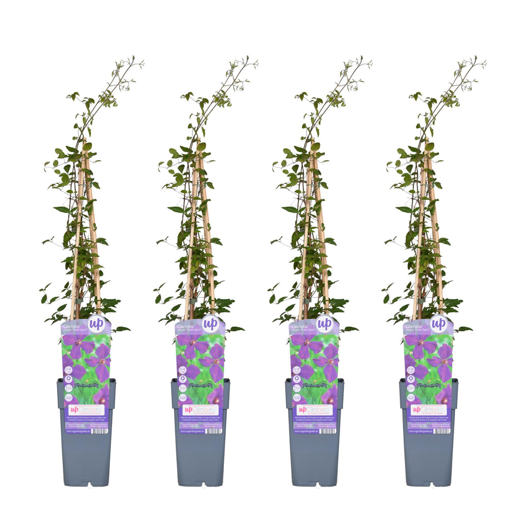 4x - Clematis Viticella 'Polish Spirit' - ↨65cm - Ø15
