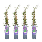 4x - Clematis Viticella 'Polish Spirit' - ↨65cm - Ø15
