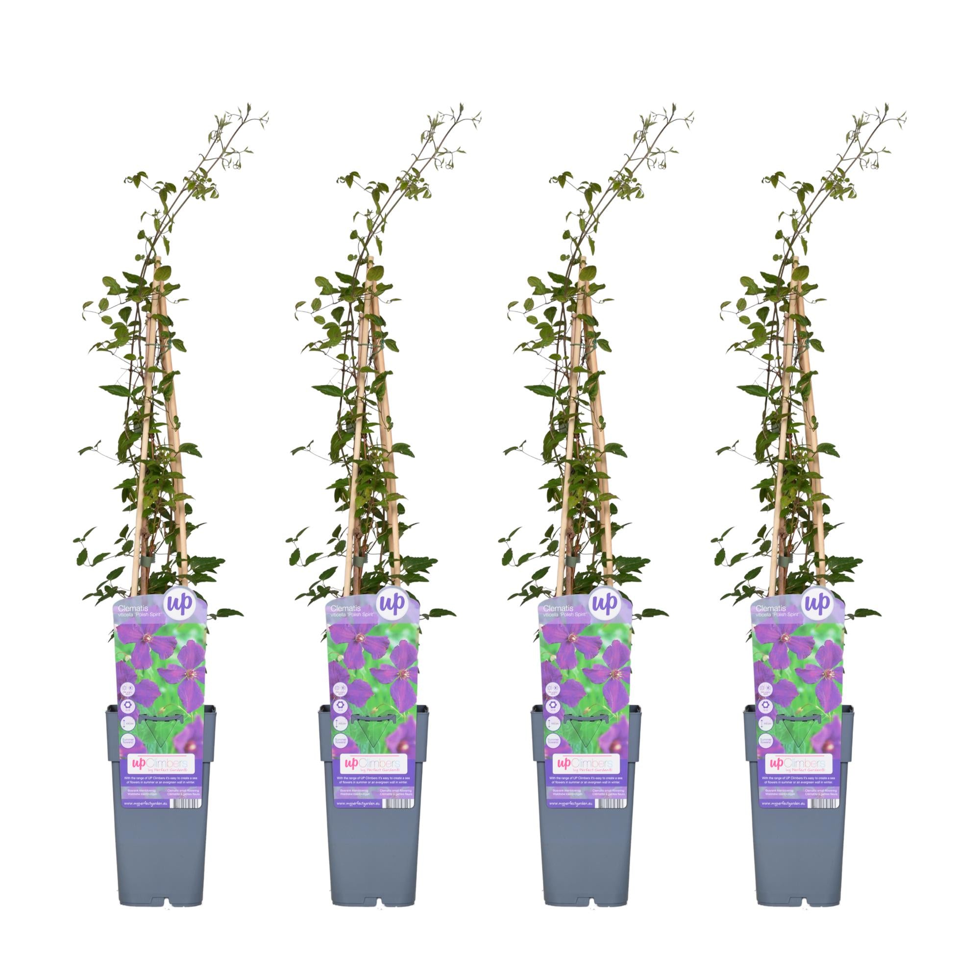 4x - Clematis Viticella 'Polish Spirit' - ↨65cm - Ø15
