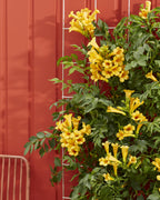 Campsis Summer Jazz 'Gold Trumpet' - Ø15cm - ↕65cm
