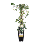 Hedera colchica 'Dentata Variegata' - Ø15cm - ↕65cm