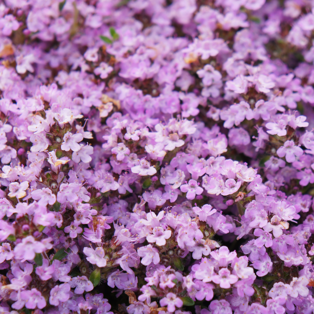 6x Thymus praecox 'Purple Beauty' - ↕10-25cm - Ø9cm