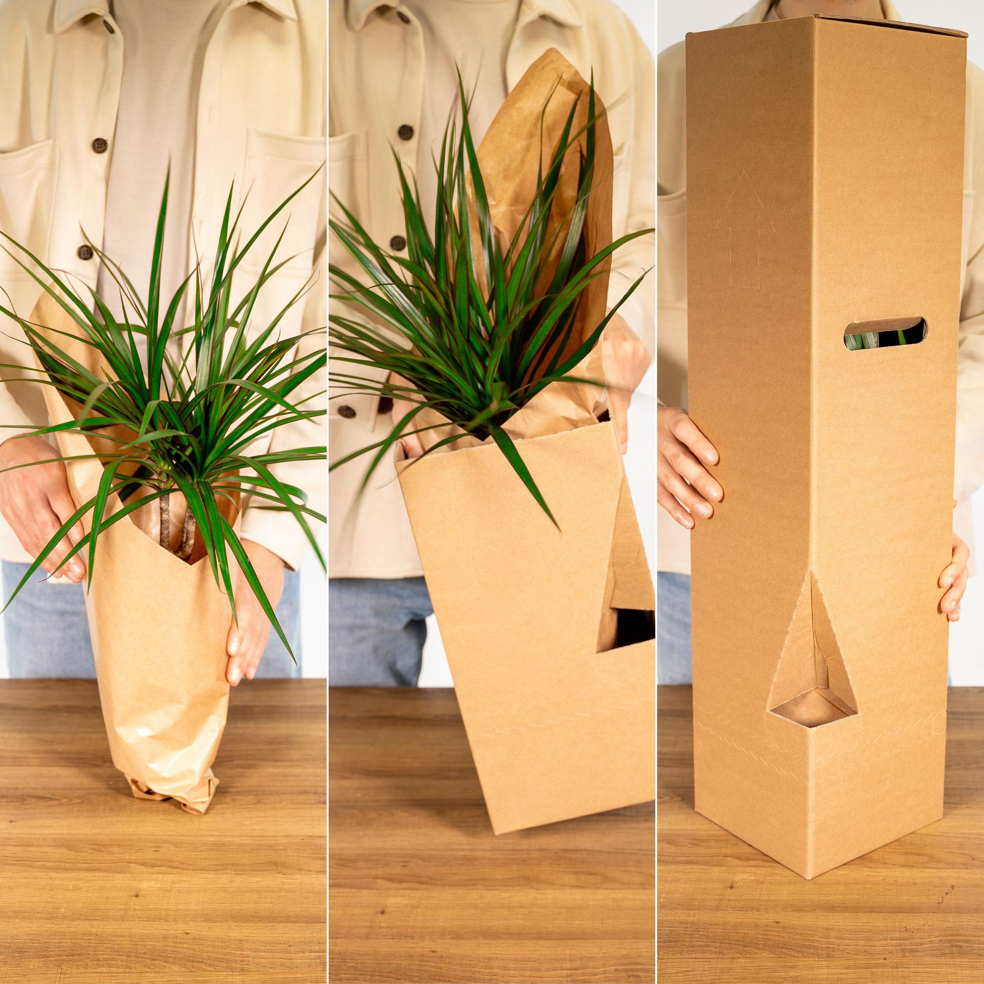Calathea Triostar - Pauwenplant - Ø19cm - ↕70cm