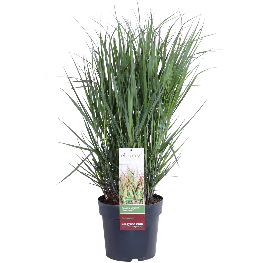 Panicum virgatum Cheyenne Sky - Ø23cm - ↕60cm - Ø23 - ↨60cm